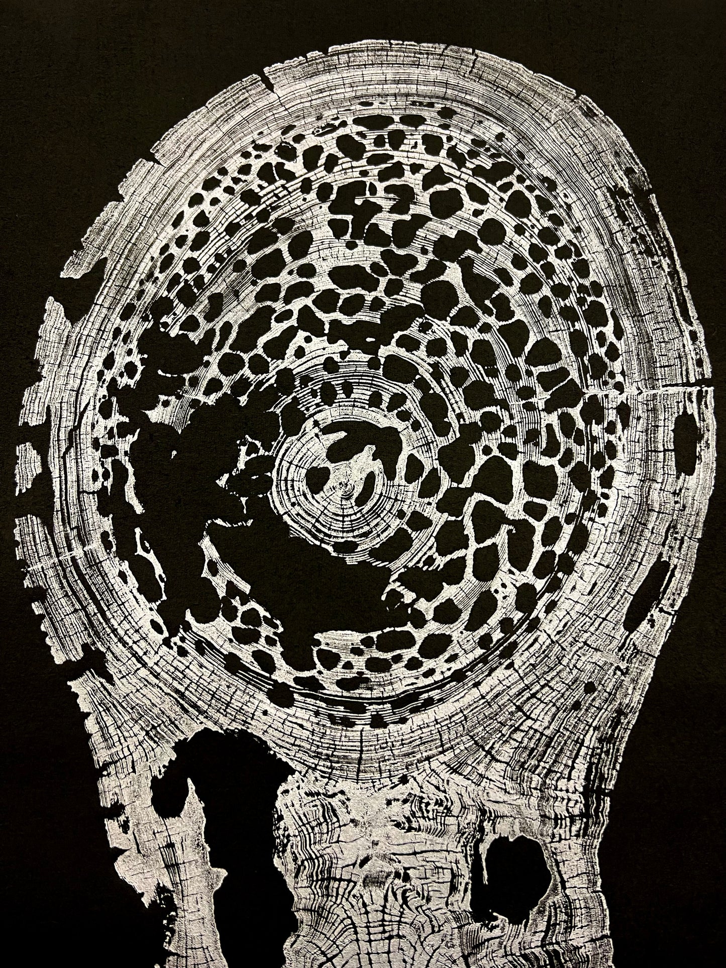 “Silver Sinker Cypress” Tree Print