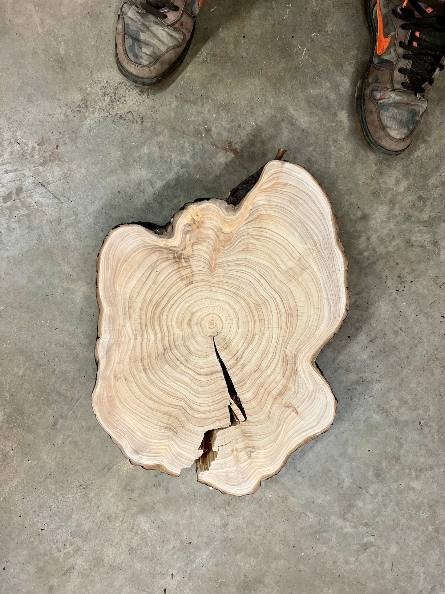 “Leyland Cypress #1” Tree Print