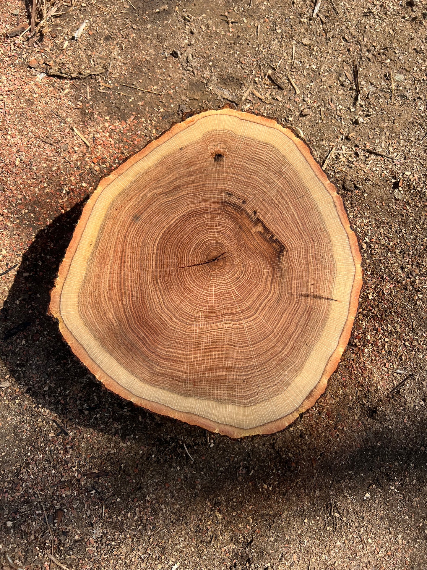 Day 14 “Silver Water Lines” Swamp Oak Tree Print