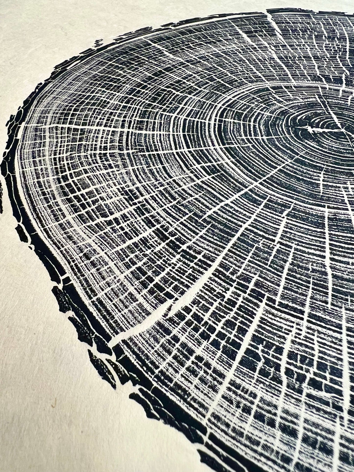 Texas Cedar Elm Tree Print