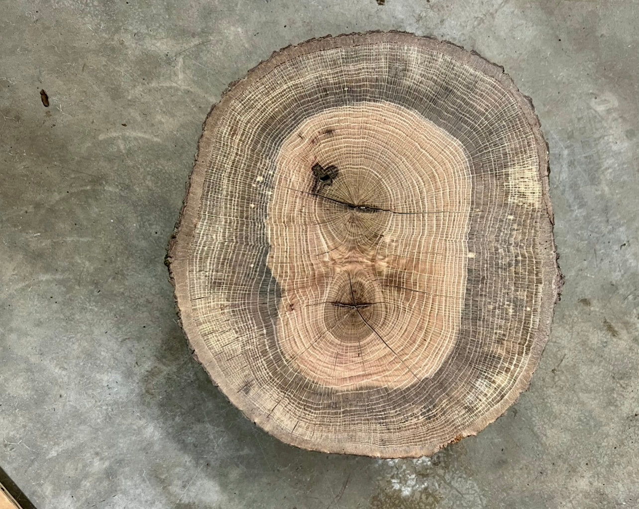Day 8 Swamp Oak Tree Print