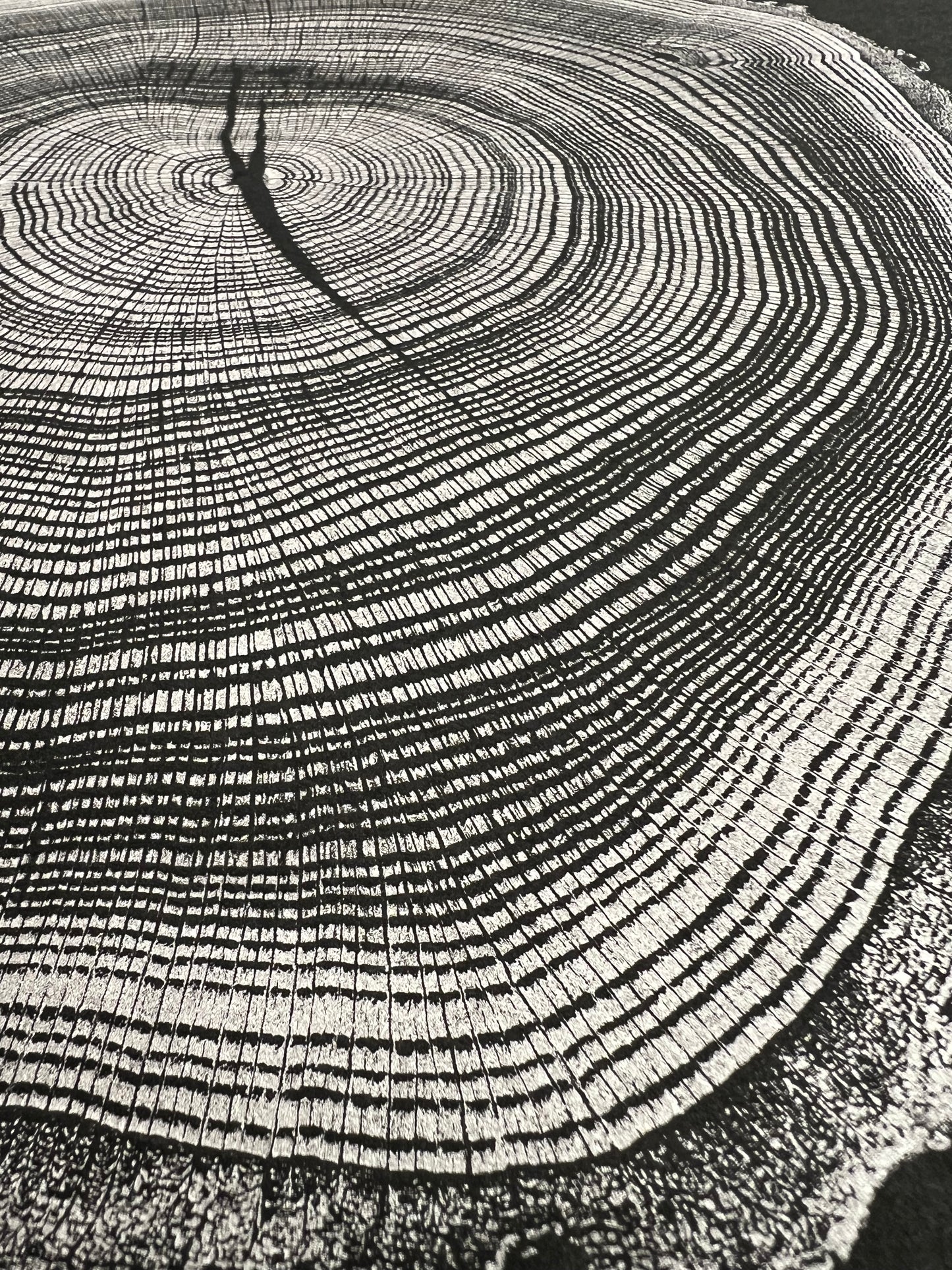 Day 14 “Silver Water Lines” Swamp Oak Tree Print