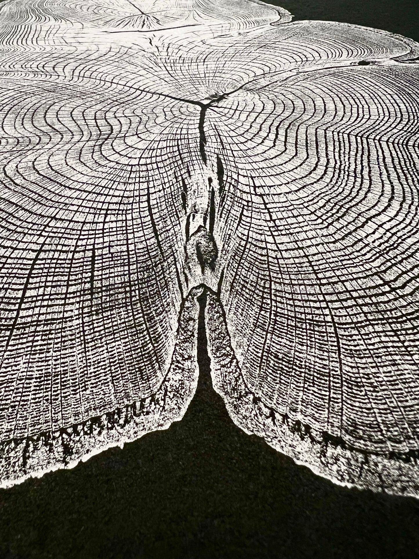 “Silver Water Oak” Tree Print