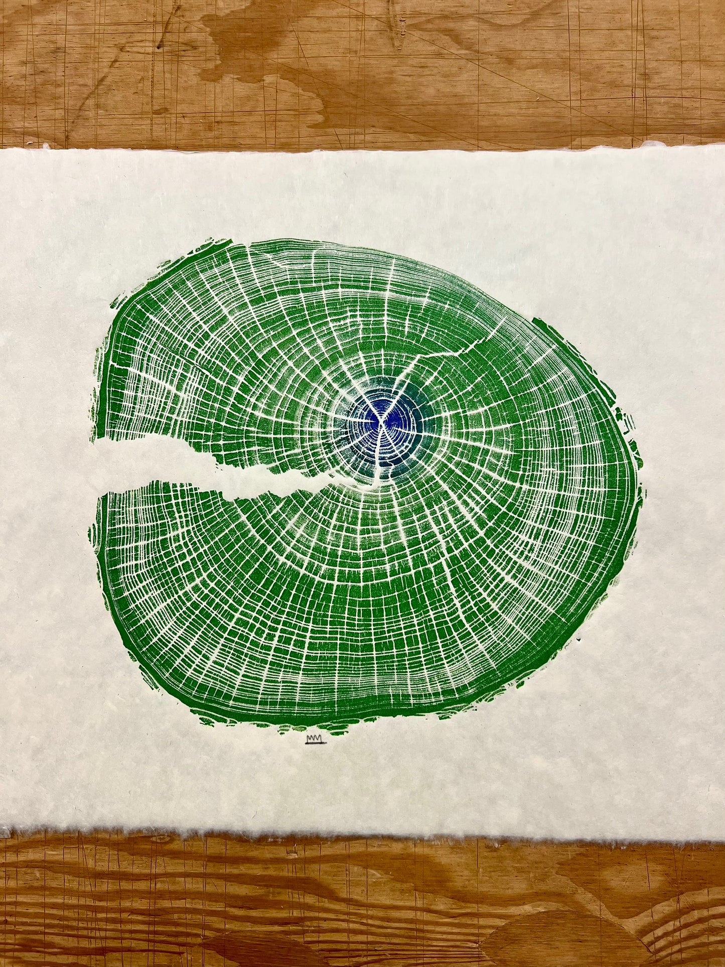 “Terrapin Elm” American Elm Tree Print