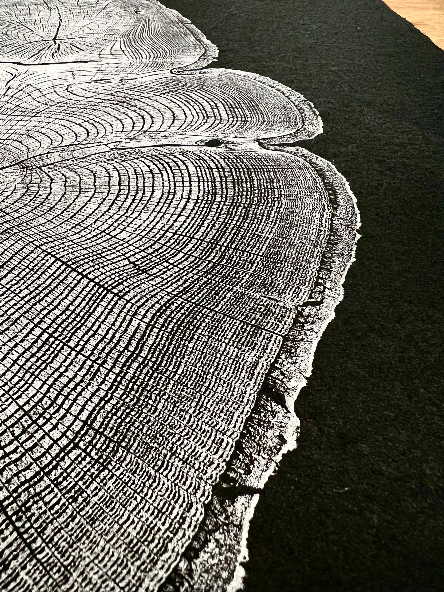 “Silver Water Oak” Tree Print