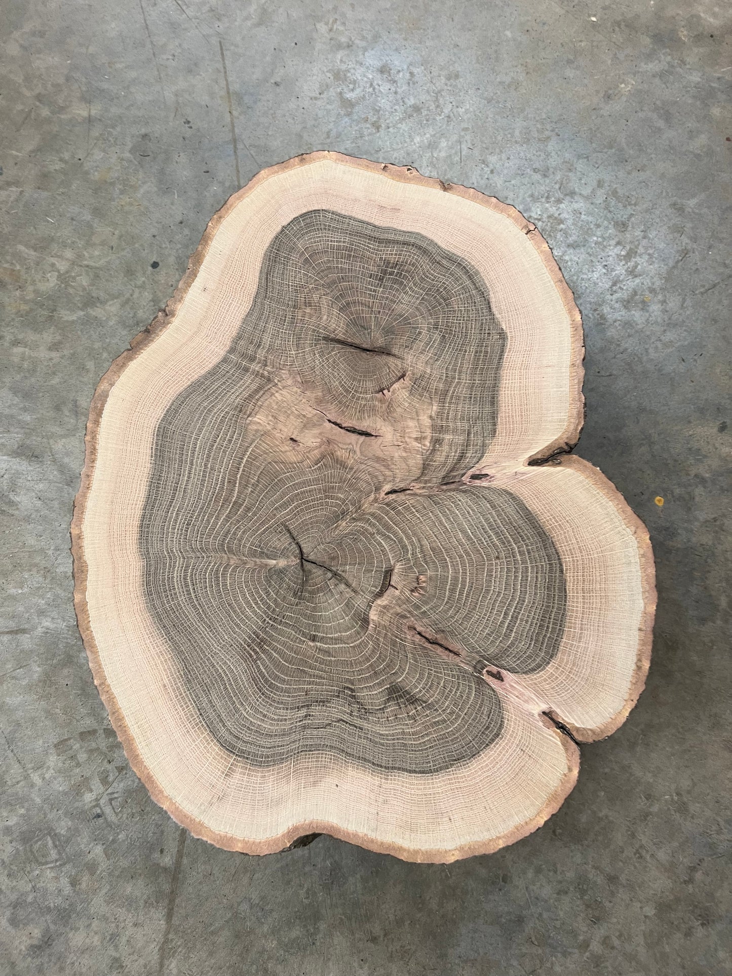 “Silver Water Oak” Tree Print