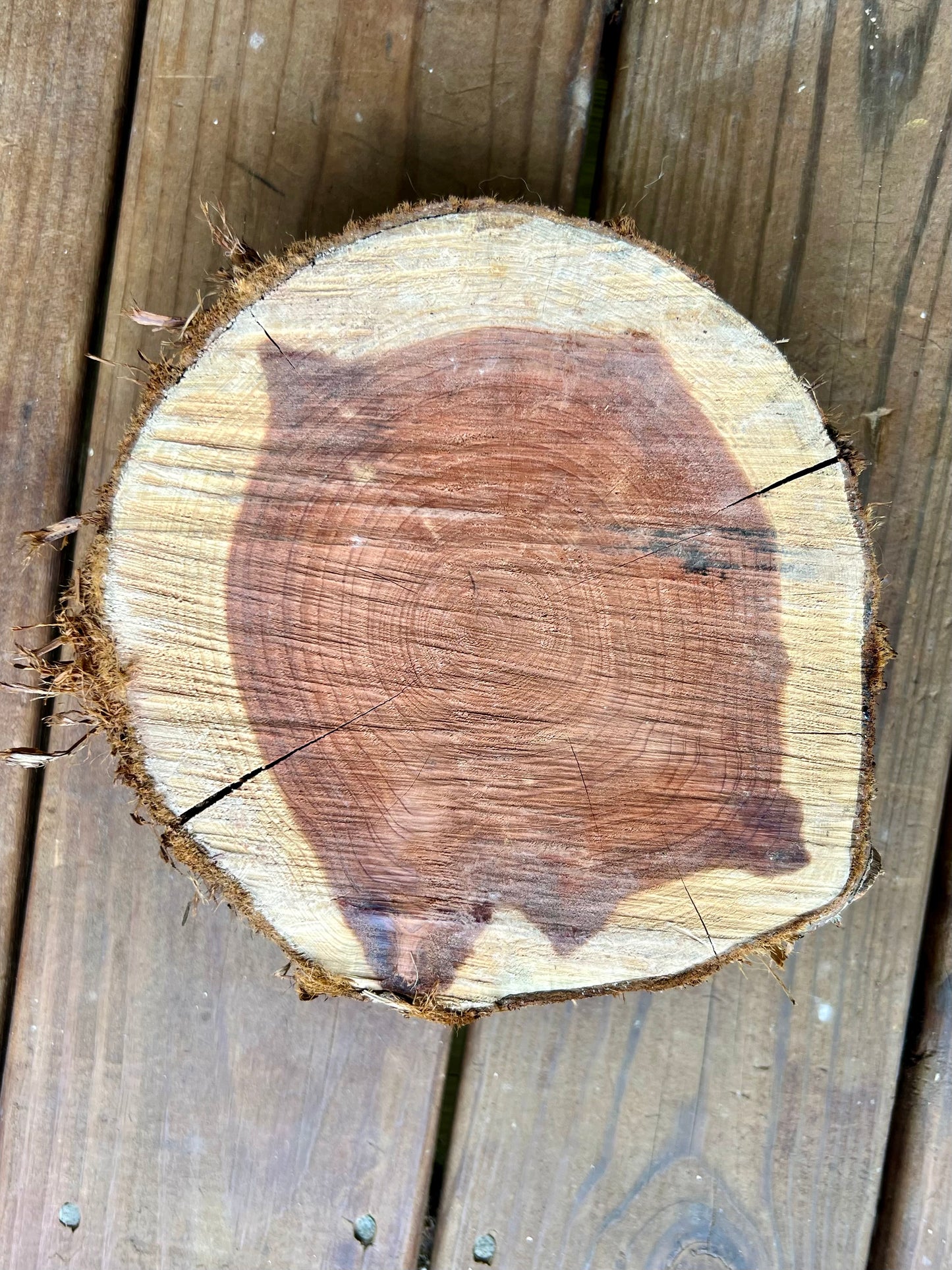 Day 25 Eastern Red Cedar
