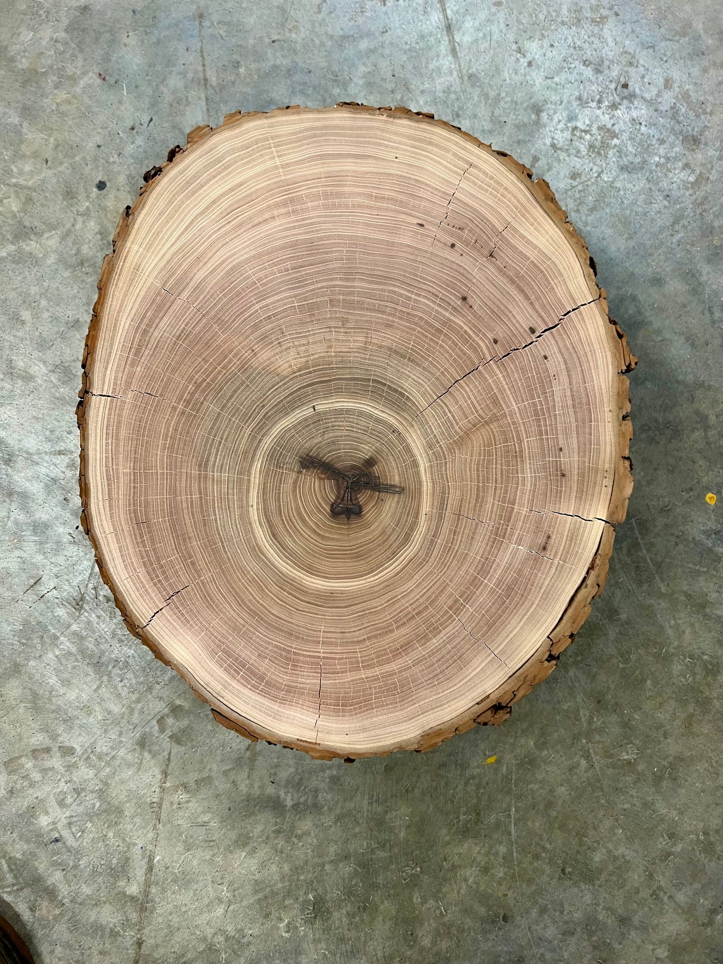 Texas Cedar Elm Tree Print