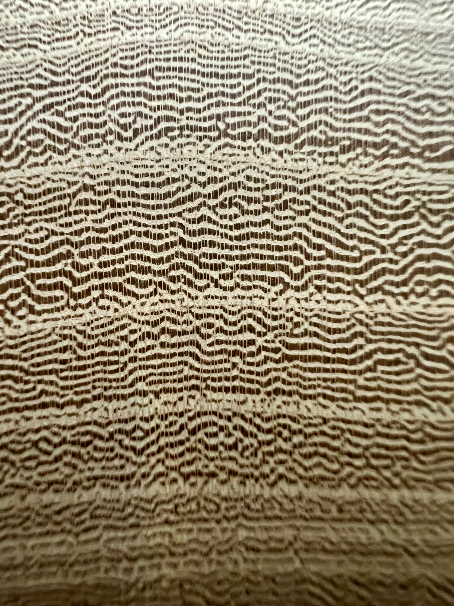 Texas Cedar Elm Tree Print