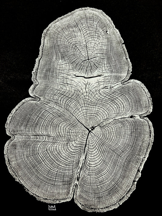 “Silver Water Oak” Tree Print