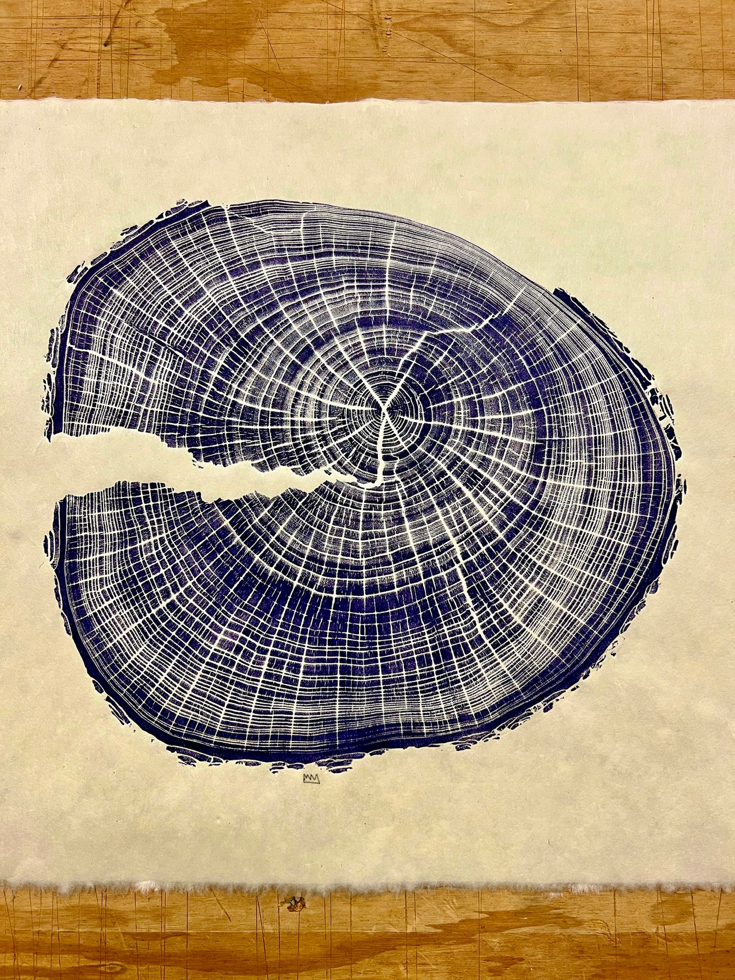 “Terrapin Elm” American Elm Tree Print
