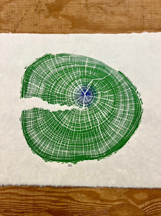“Terrapin Elm” American Elm Tree Print