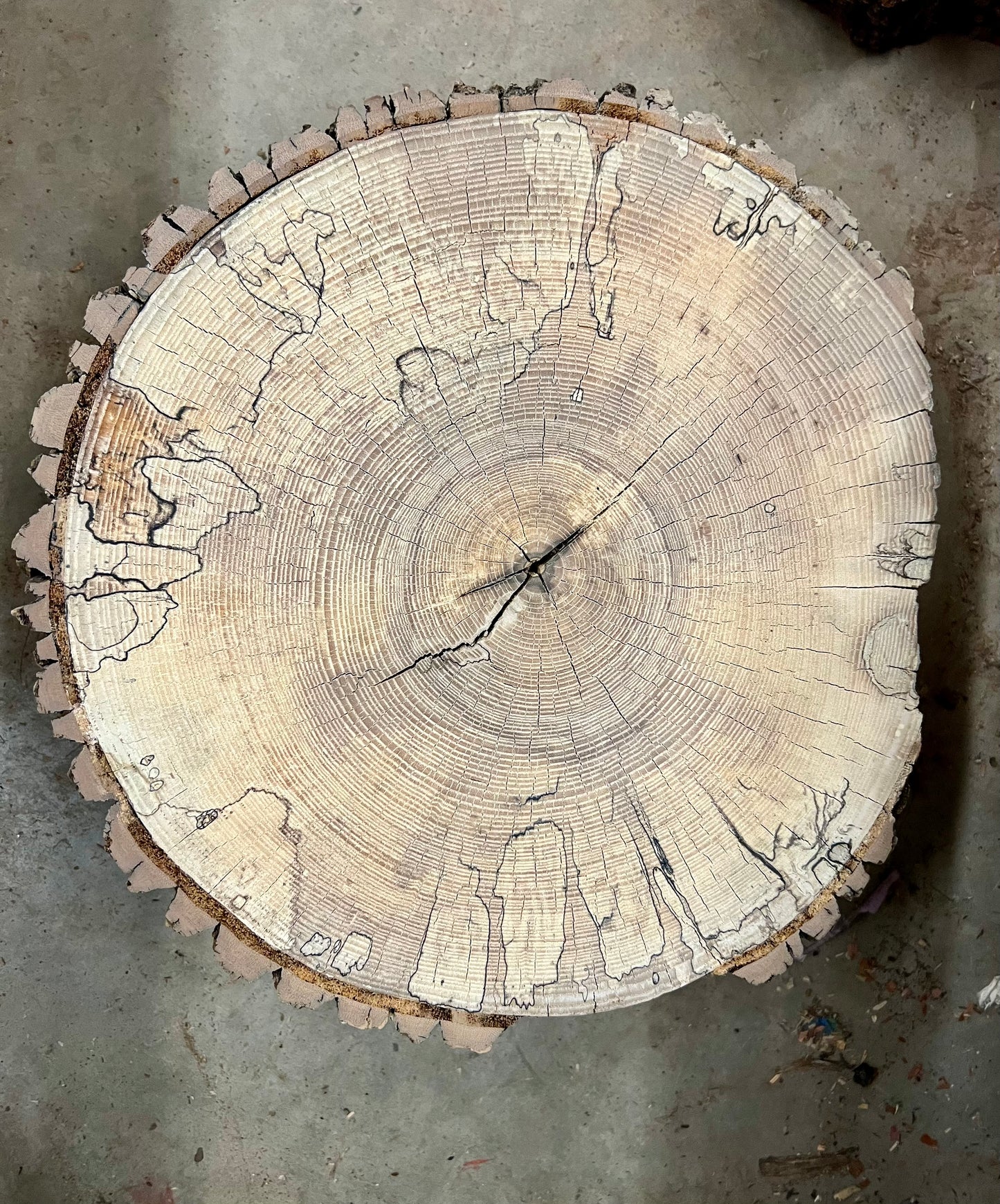 Spalted Ash Print